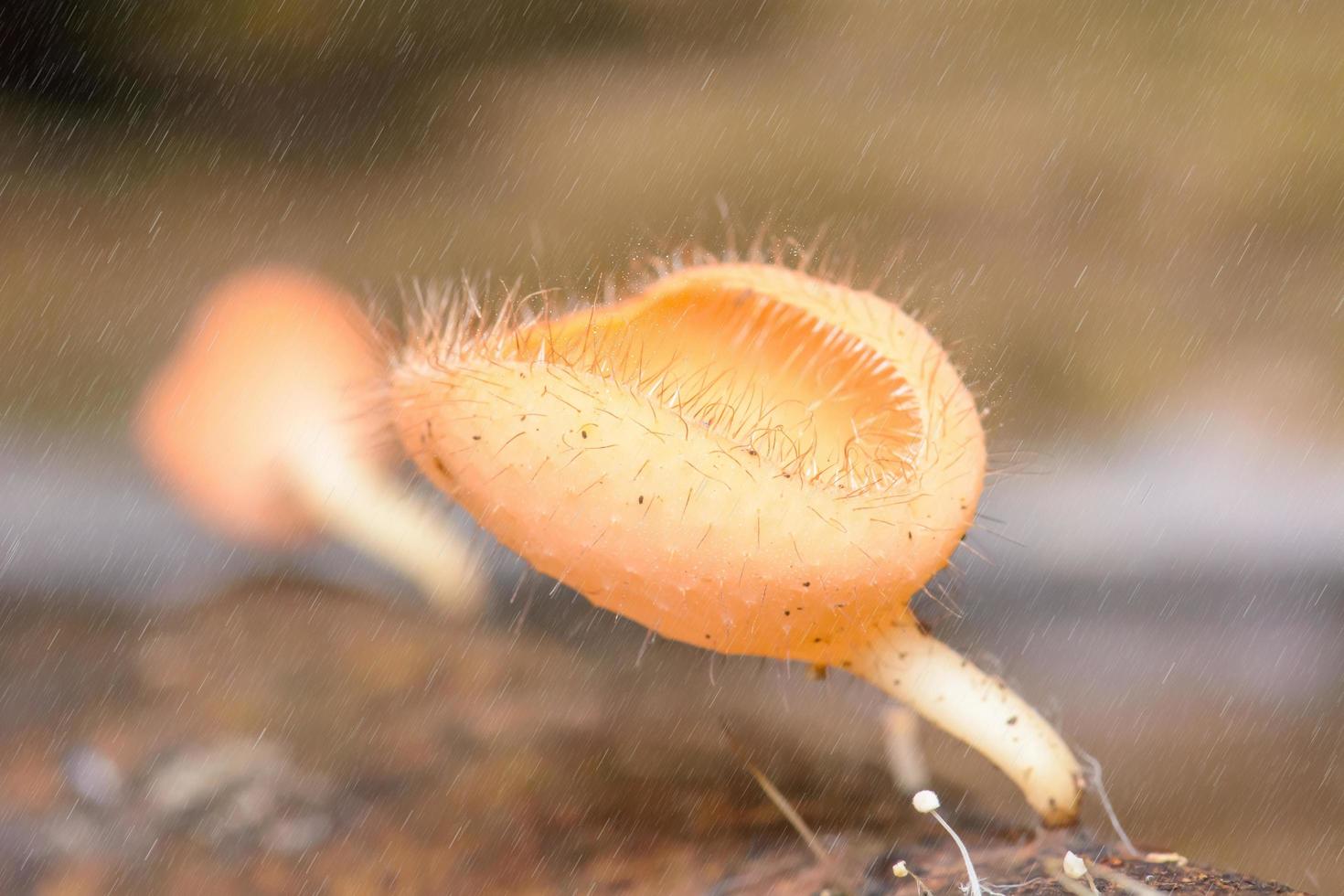 Cookeina sulcipes in the rain. Cookeina is a genus of cup fungi in the family Sarcoscyphaceae, members of which may be found in tropical and subtropical regions of the world. photo