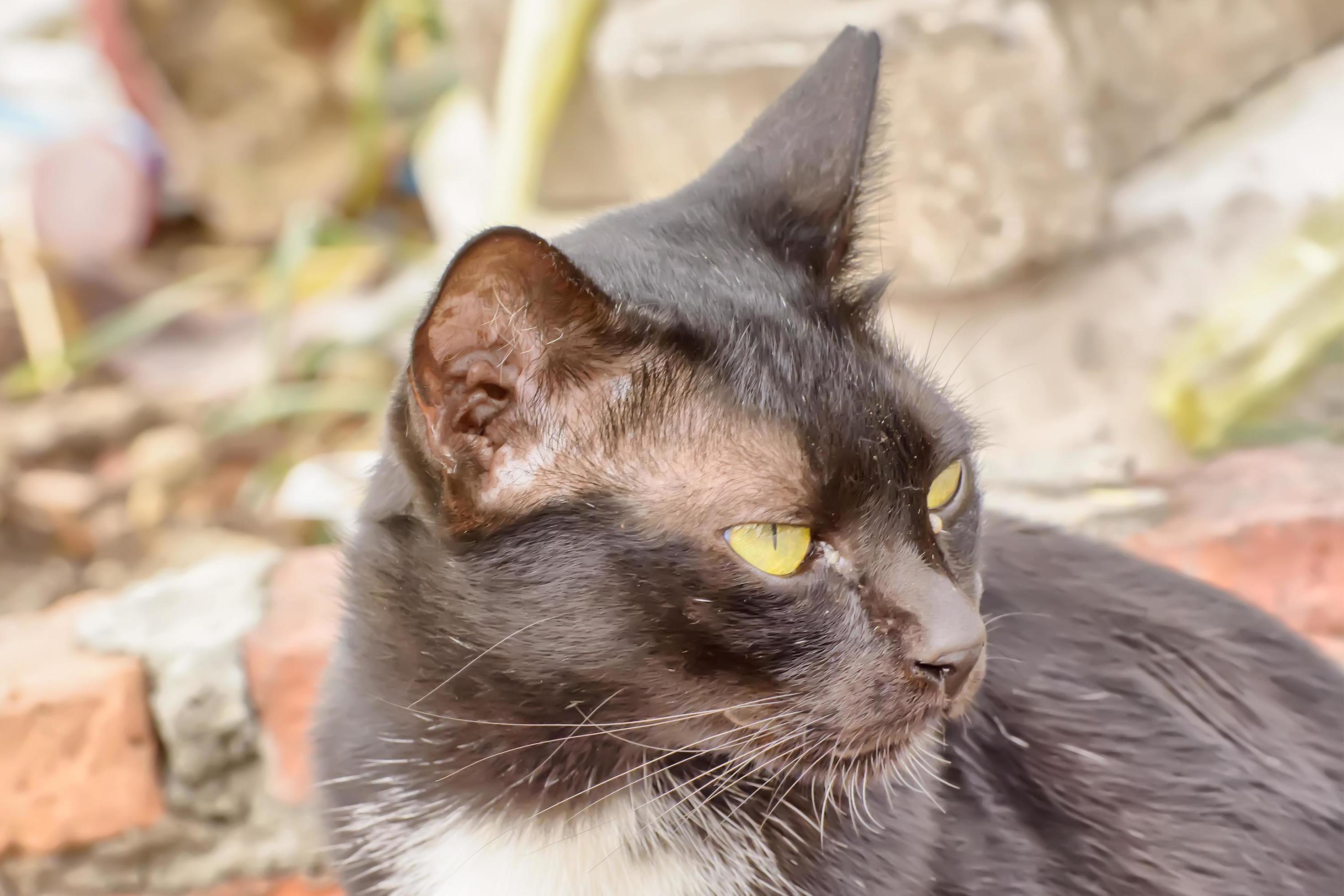 Eye boogers in cats 7993077 Stock Photo at Vecteezy