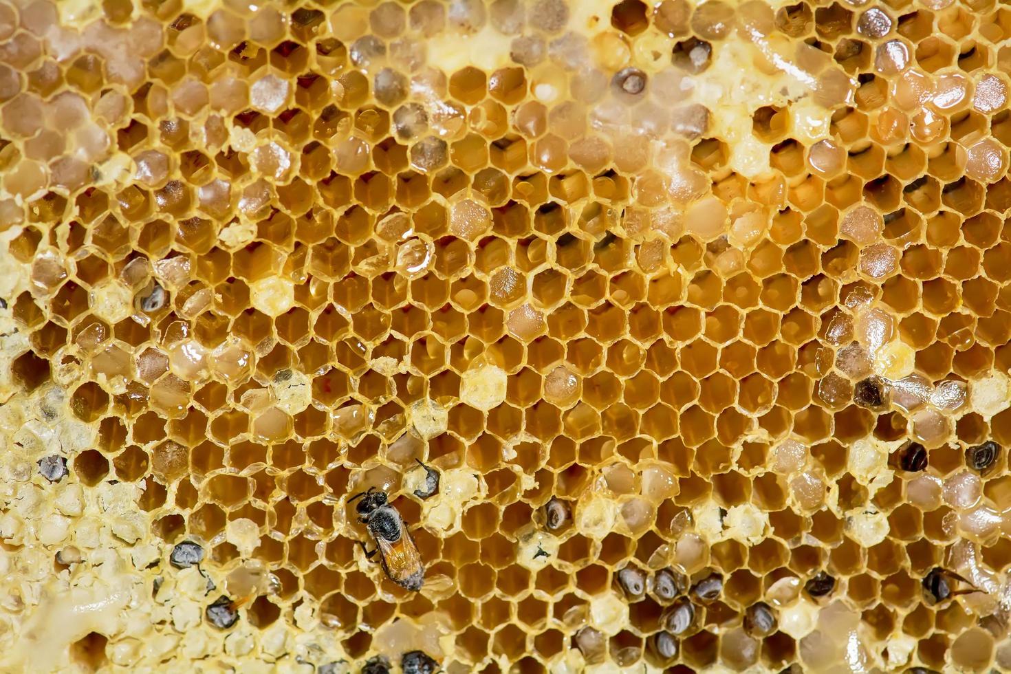 Nest of apis florea frozen in some parts photo