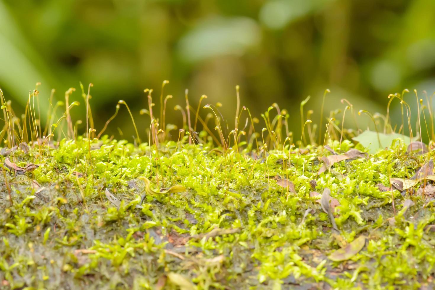 The abundance of forests photo