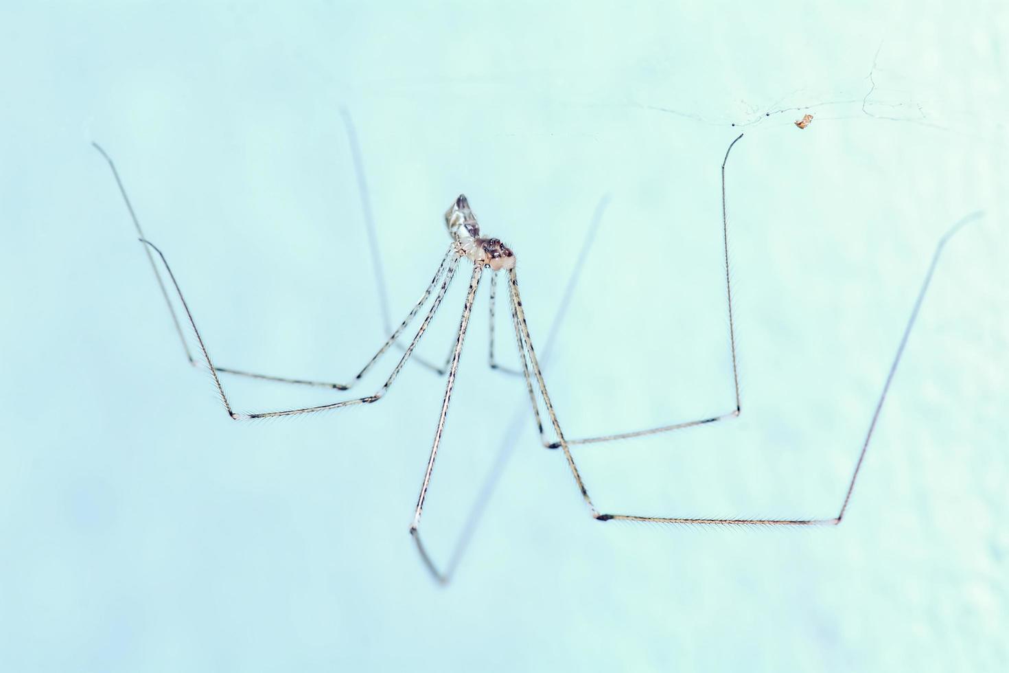 Spider waiting to eat insects in the under fluorescent light. photo