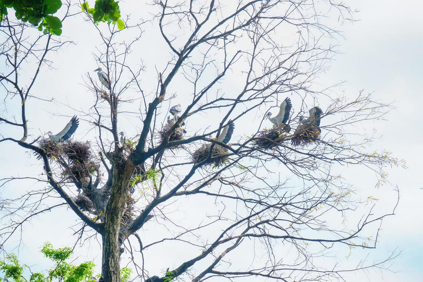 Heron or egrets or bitterns photo