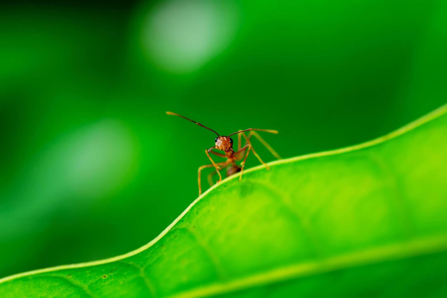 Single red ant photo