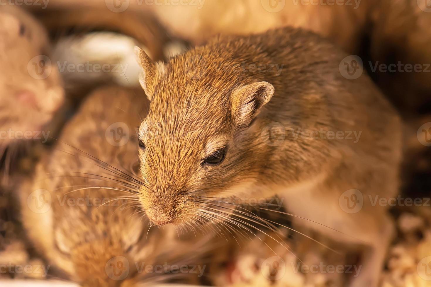 Gerbil or called desert rats photo