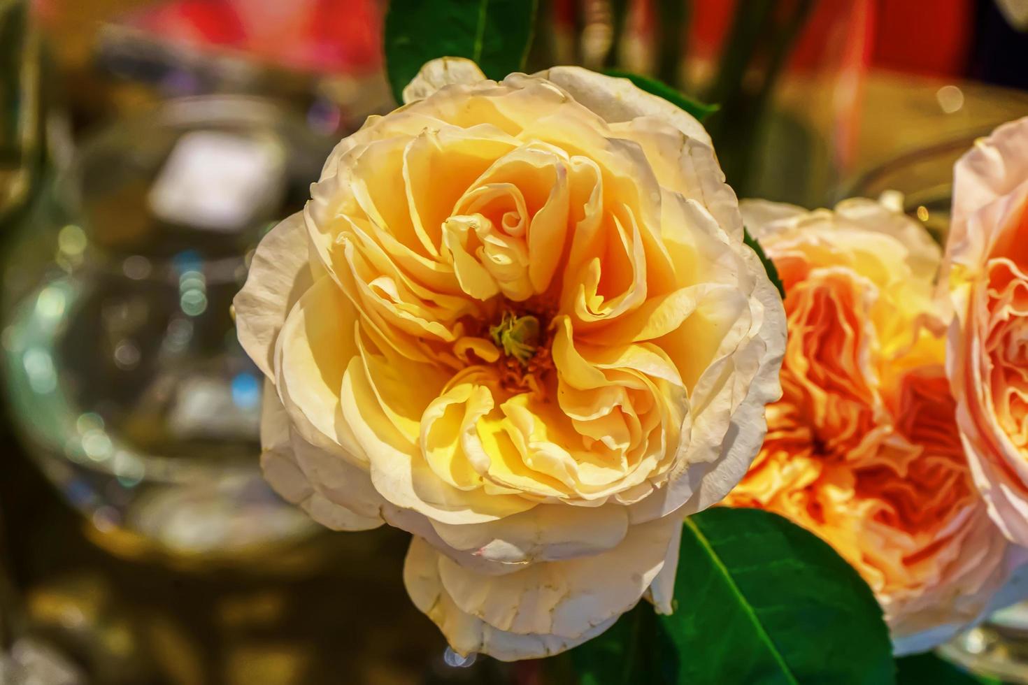 Rose in many colors and beautiful in garden. photo