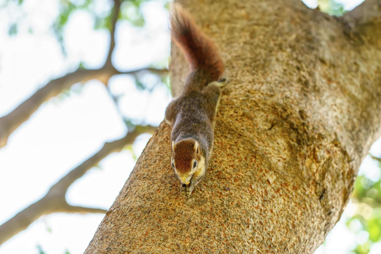 Squirrel eat nut on the tree photo