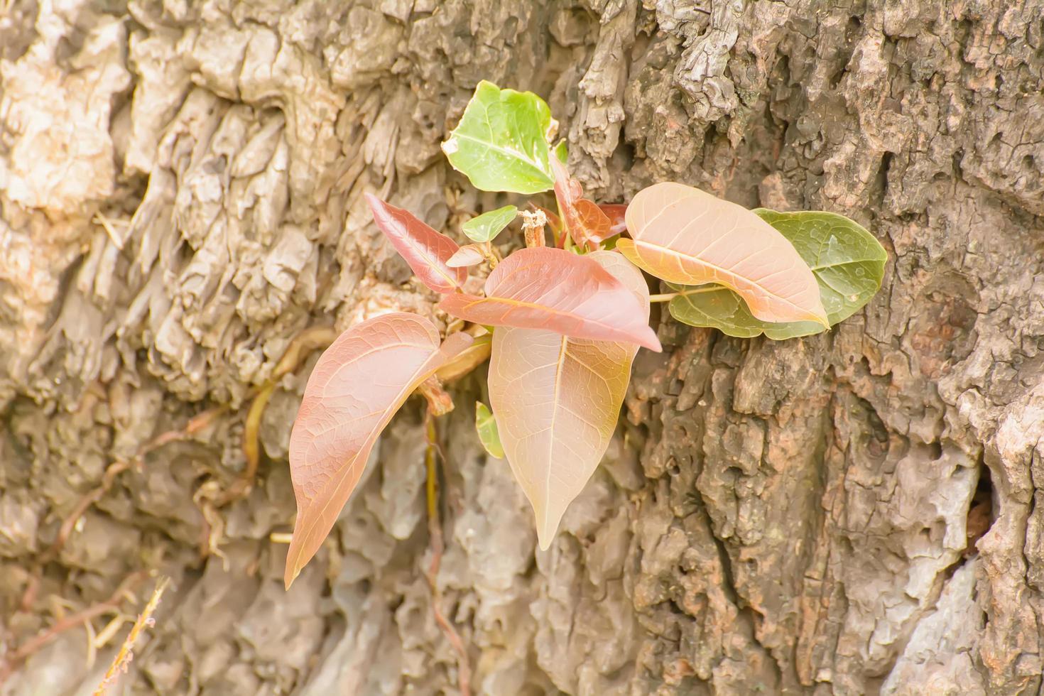 Sapling of the tree photo