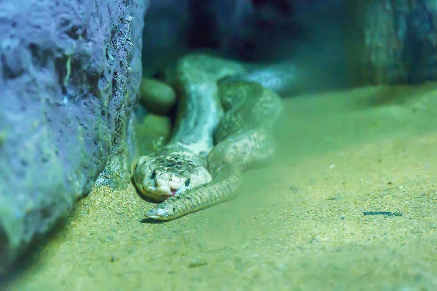 Monocled Cobra curve on the sand. photo