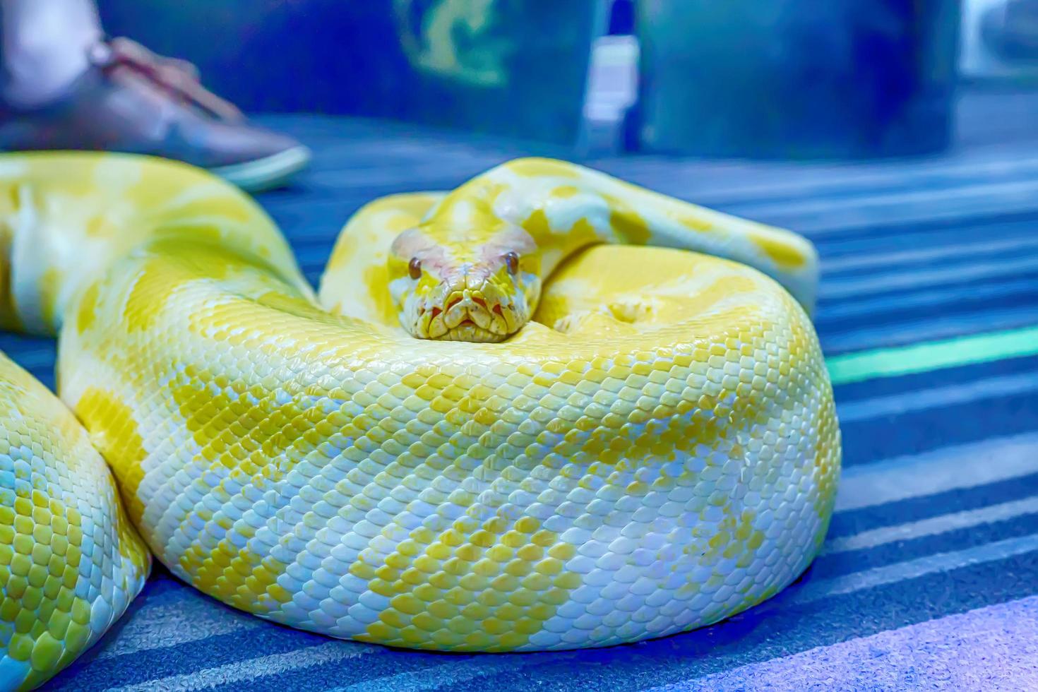 Albino burmese python 7993334 Stock Photo at Vecteezy