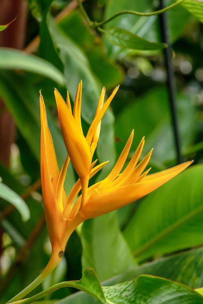 Bird of paradise photo