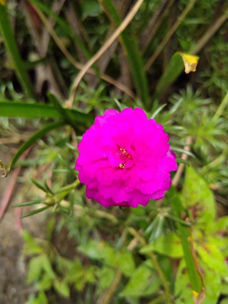 Moss Rose Flower, Flower, Beautiful Flower, Wallpaper, Beautiful Garden photo