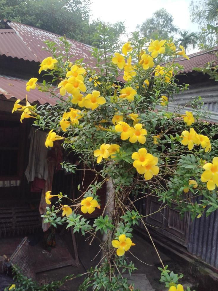 Allamanda Flower, Beautiful Flower, Yellow Flower, Beauties Nature, Wallpaper, Flower, Beautiful Garden, Botanical Garden photo