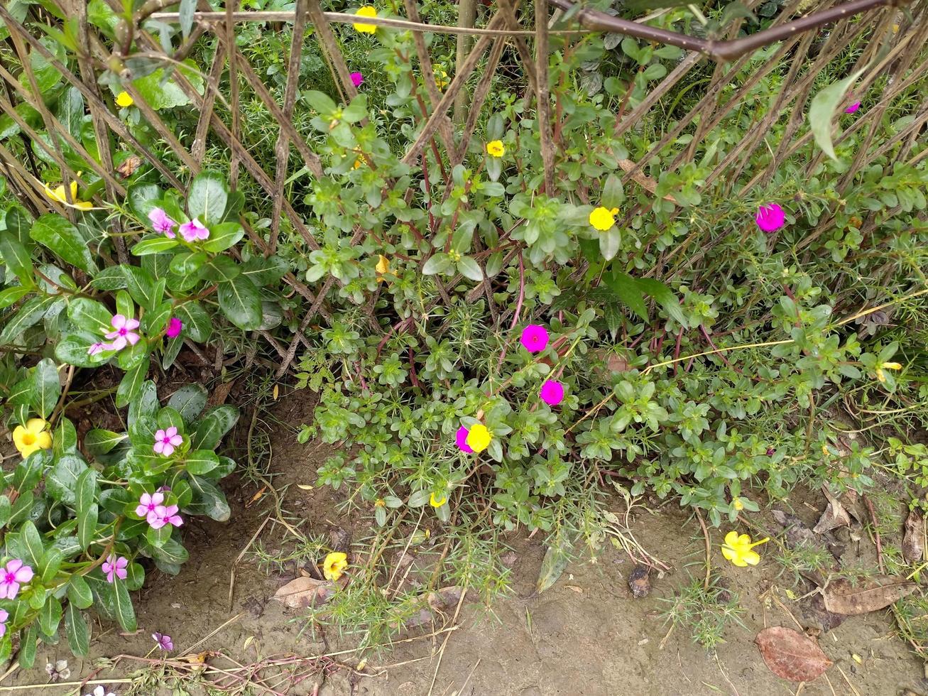 Moss Rose Flower, Flower, Beautiful Flower, Wallpaper, Beautiful Garden photo