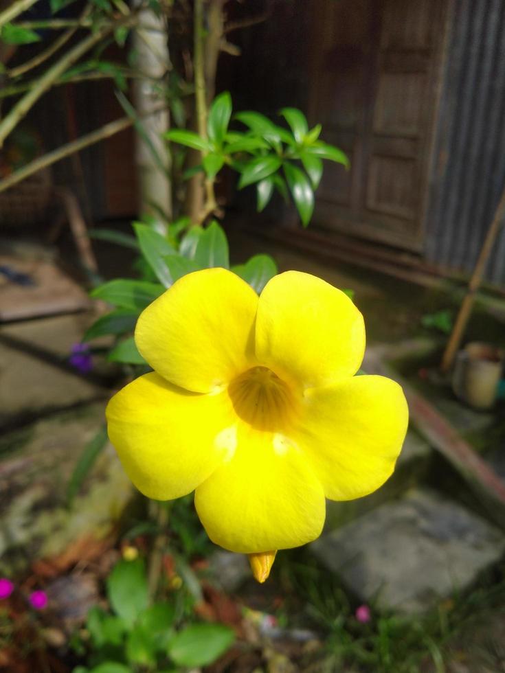 Allamanda Flower, Beautiful Flower, Yellow Flower, Beauties Nature, Wallpaper, Flower, Beautiful Garden, Botanical Garden photo