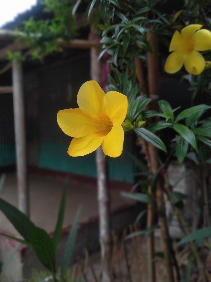 Allamanda Flower, Beautiful Flower, Yellow Flower, Beauties Nature, Wallpaper, Flower, Beautiful Garden, Botanical Garden photo