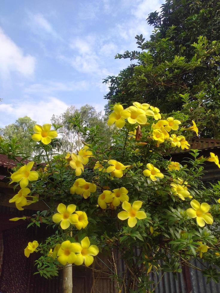 Allamanda Flower, Beautiful Flower, Yellow Flower, Beauties Nature, Wallpaper, Flower, Beautiful Garden, Botanical Garden photo