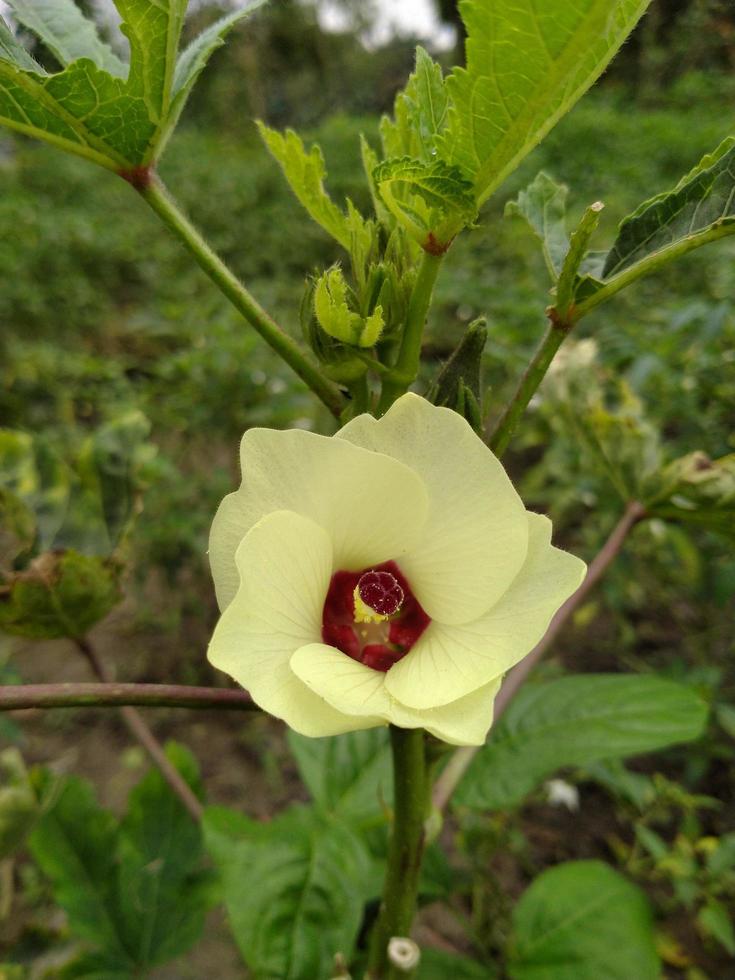 Okra Image, Okra Plant, Ladies Finger, Stock Photo, Okra flower,  Flower photo