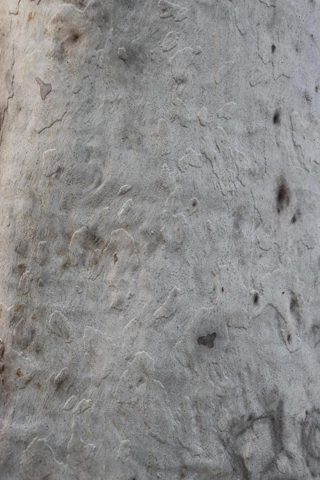 Ash eucalyptus tree surface photo shoot on a sunny day. The embossed texture of an oak tree. Smooth and ash wood surface with brown bark texture for background close-up photoshoot.