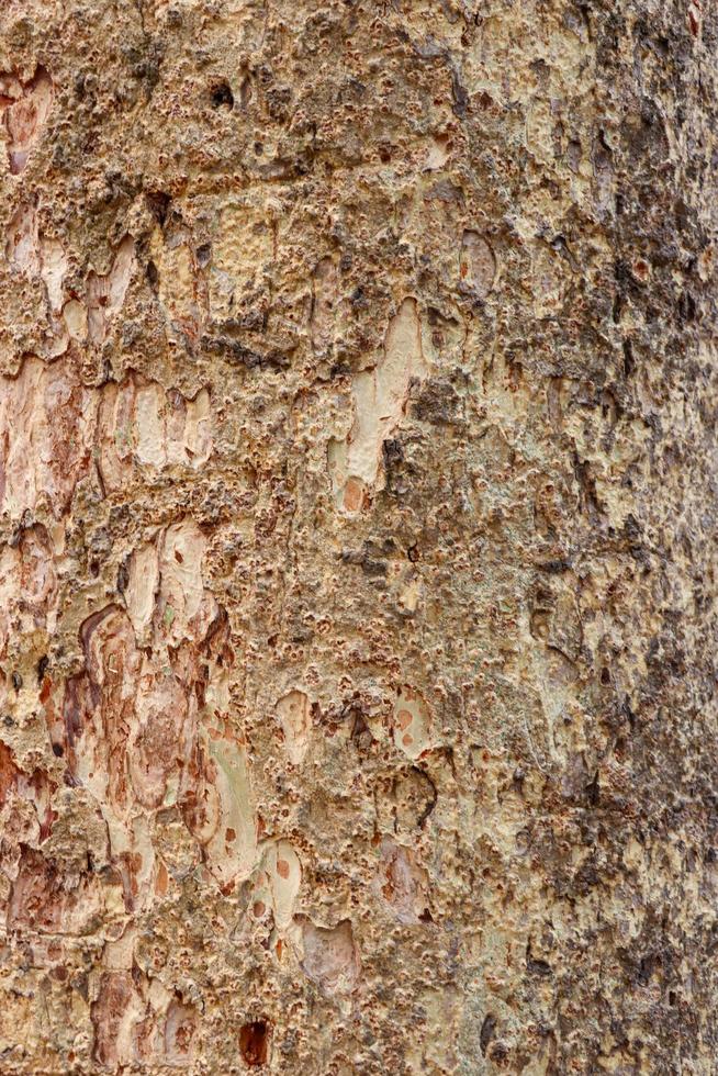 Dry pine tree bark background texture. Brown tree bark texture close-up photoshoot. The embossed texture of an oak tree. Brown bark tree surface on a sunny day photo. photo