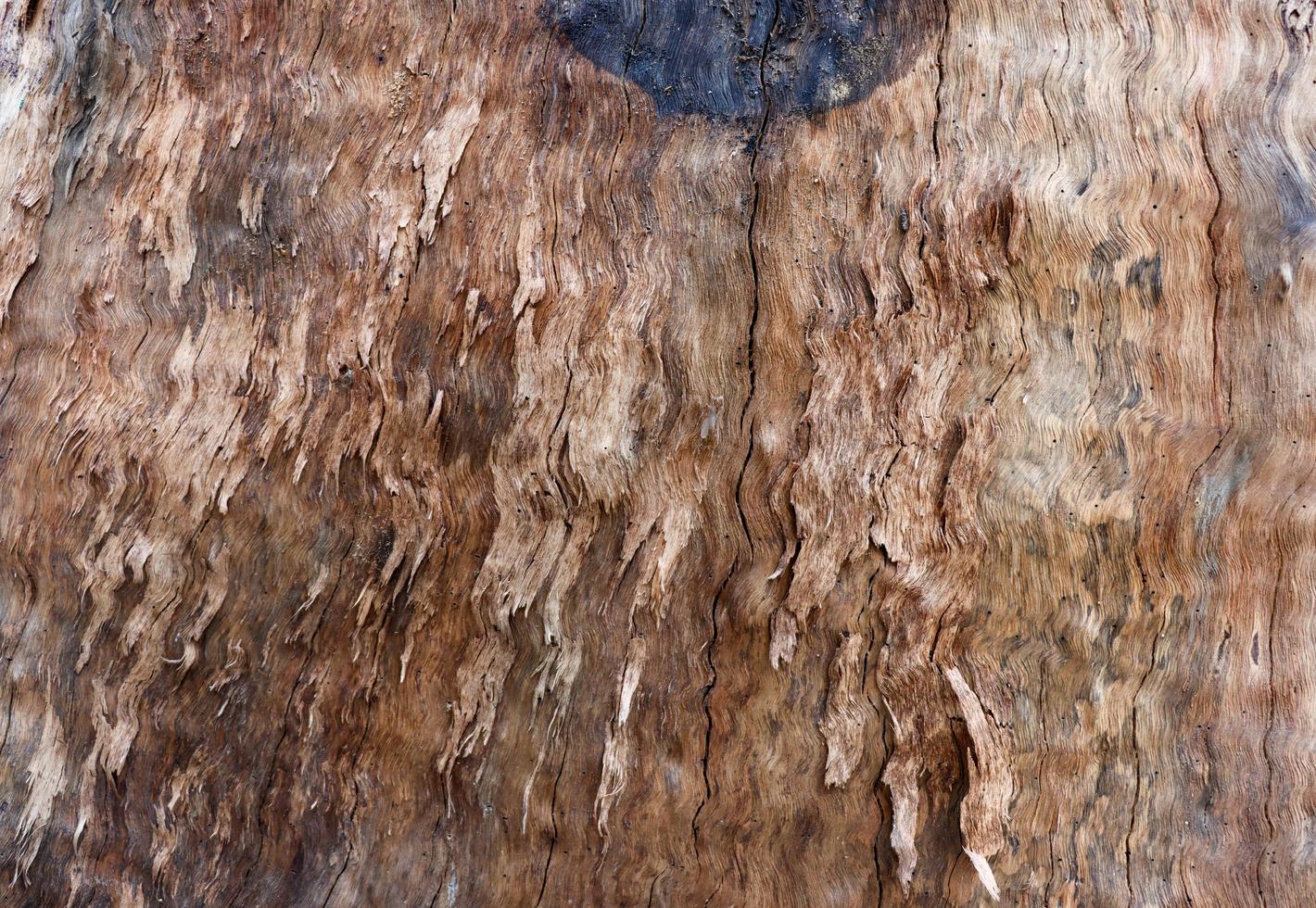 Dry brown oak tree bark texture close-up photoshoot. The texture of a tree trunk and grunge effect. The embossed texture of an oak tree. Brown bark tree surface on a sunny day photo. photo