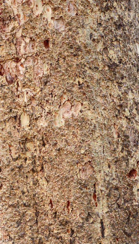Brown tree bark texture close-up photoshoot. Tree surface on a sunny day photo. The embossed texture of the brown bark of an oak tree. Dry pine tree bark background texture. photo