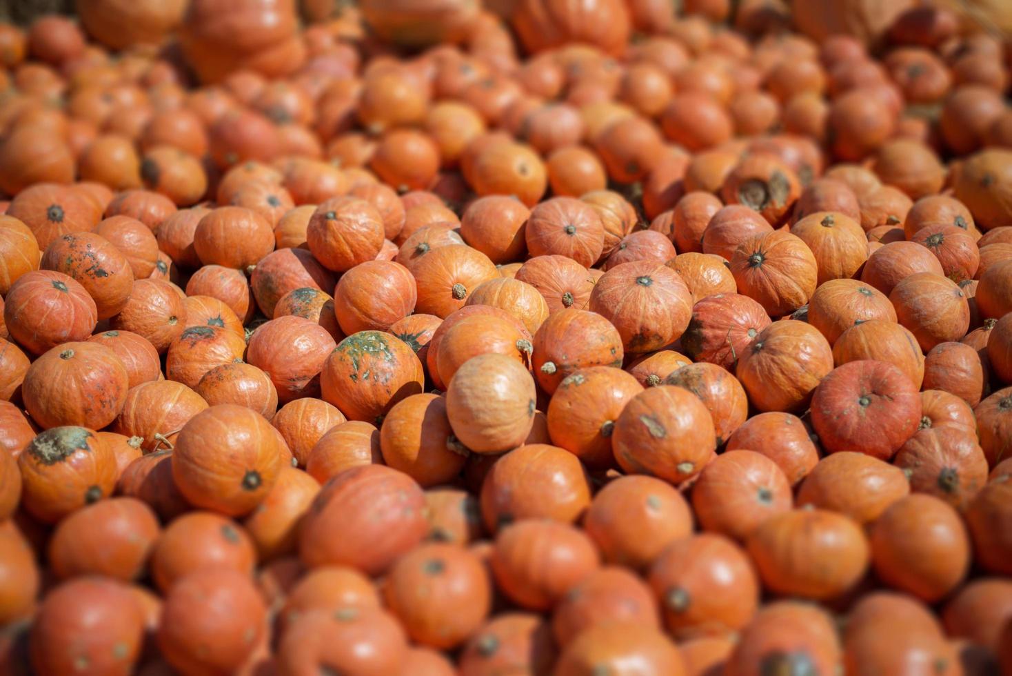 efecto miniatura de cambio de inclinación del fondo de la pila de calabaza foto