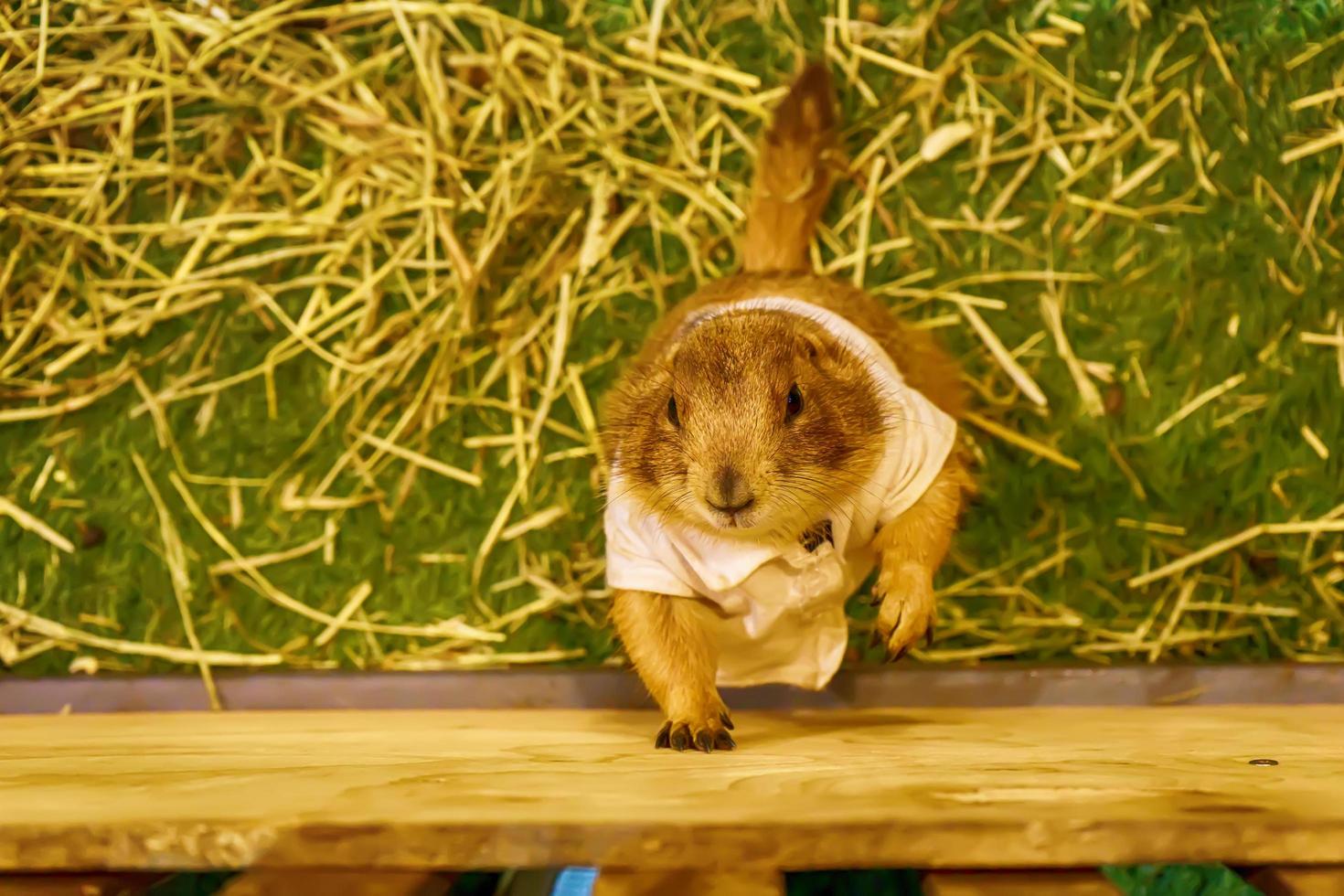 Prairie dog are poses photography photo