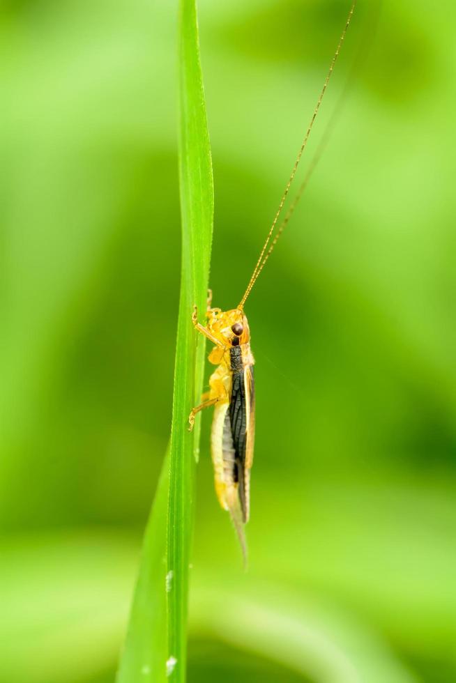 Grasshopper on the grass photo