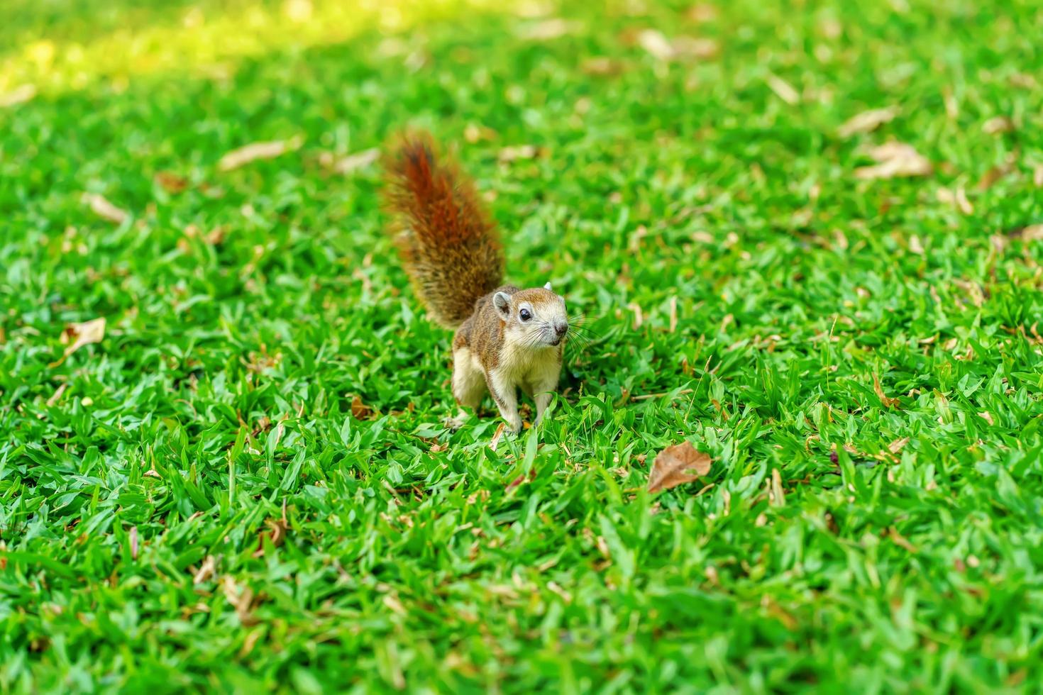 The little squirrel on the grass in the park. photo