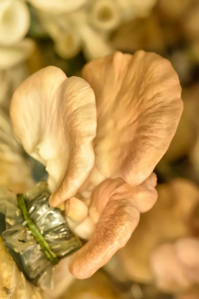 Mushroom in the bag photo