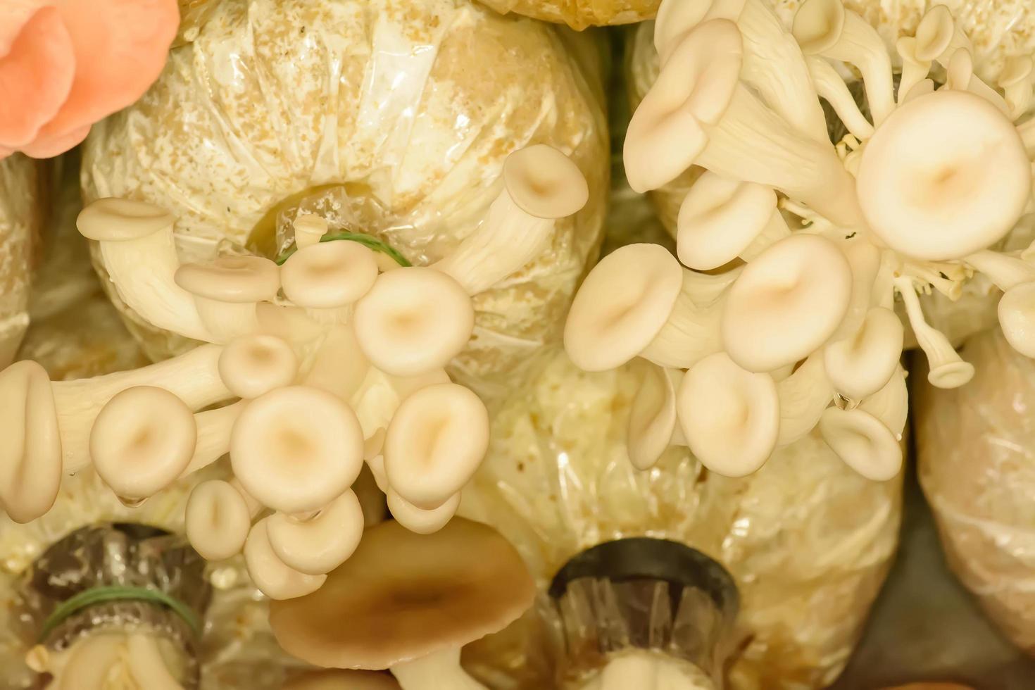 Mushroom in the bag photo