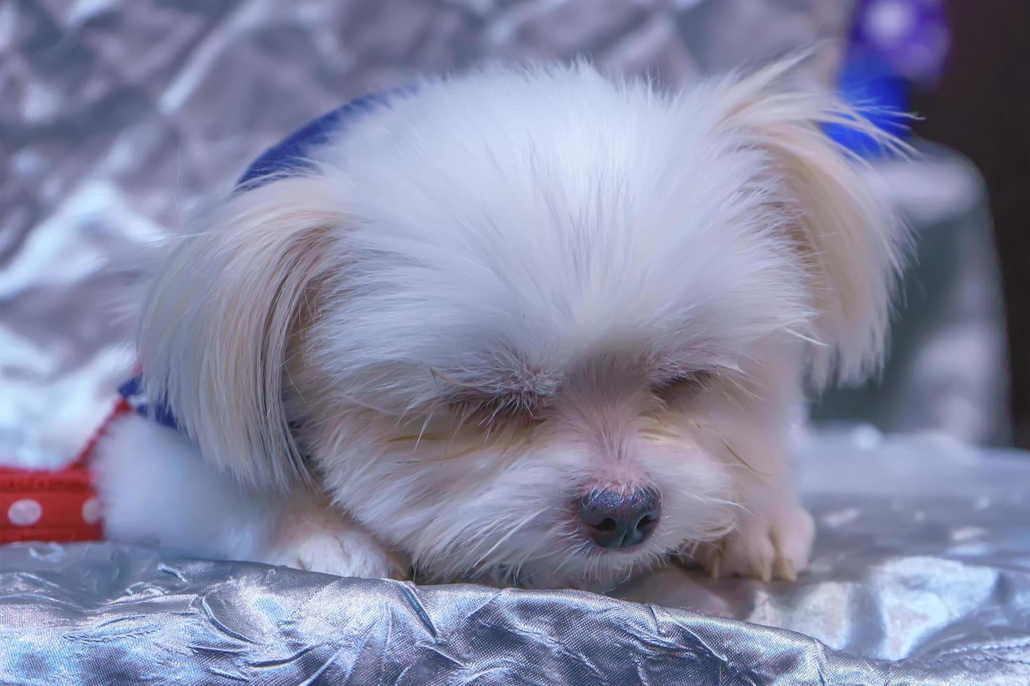 Dog sleep on a chair photo