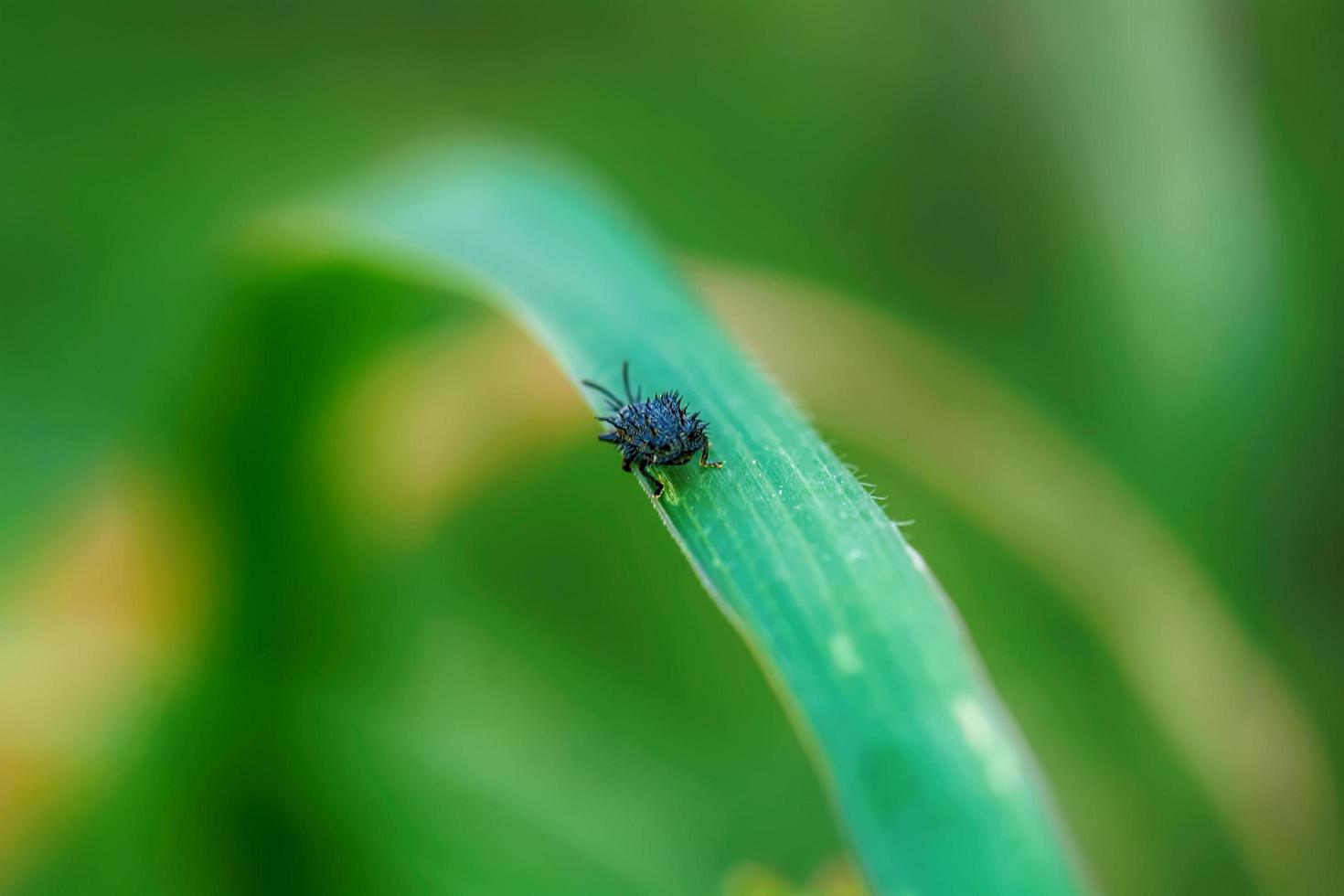Insect on the grass photo