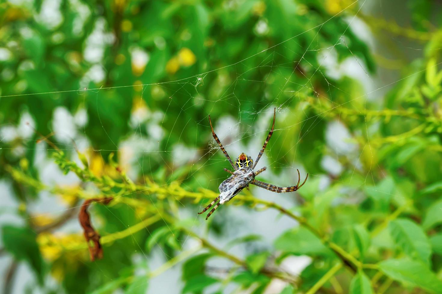 Spider will eat the bait photo