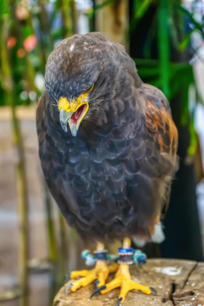 Harris's Hawk  are poses on the timber. Its a popular pet in Thailand. photo