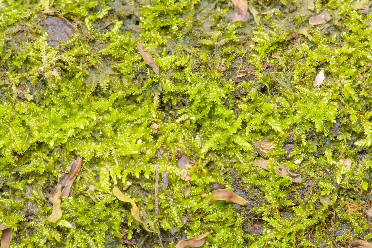 The abundance of forests photo