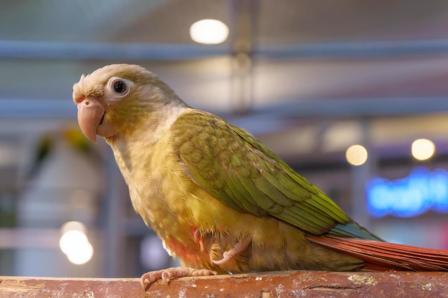 Parrots standing sleep on the timber. photo