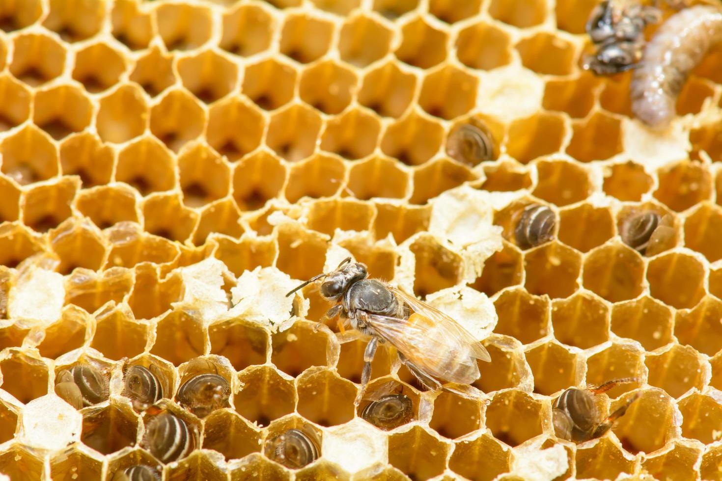 Nest of apis florea photo