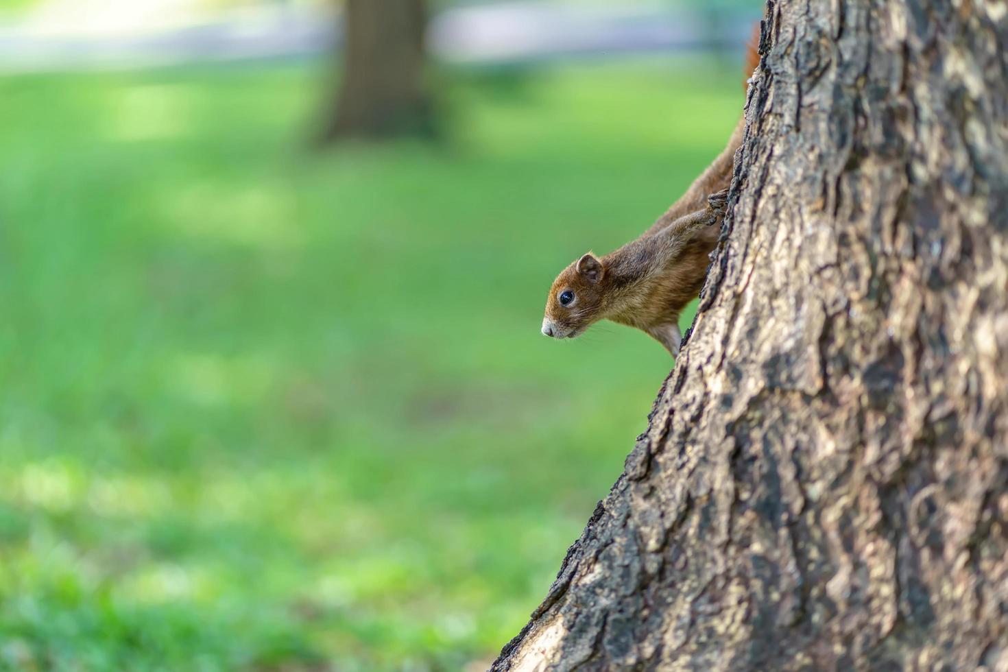 Little squirrel in the forest photo