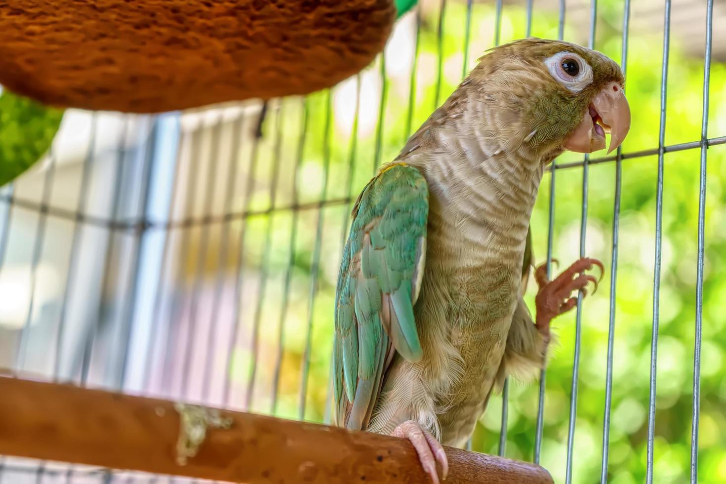 el periquito de mejillas verdes o el conure de mejillas verdes son mascotas lindas. foto