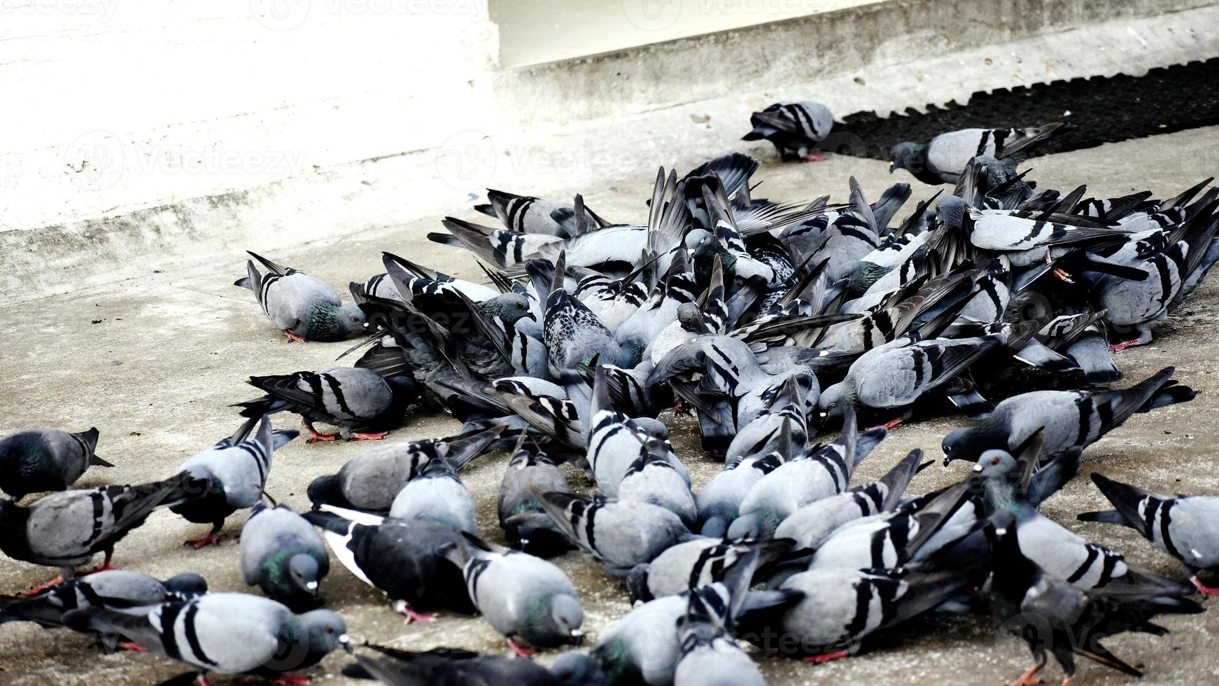 A Group of Pigeons in my ground photo