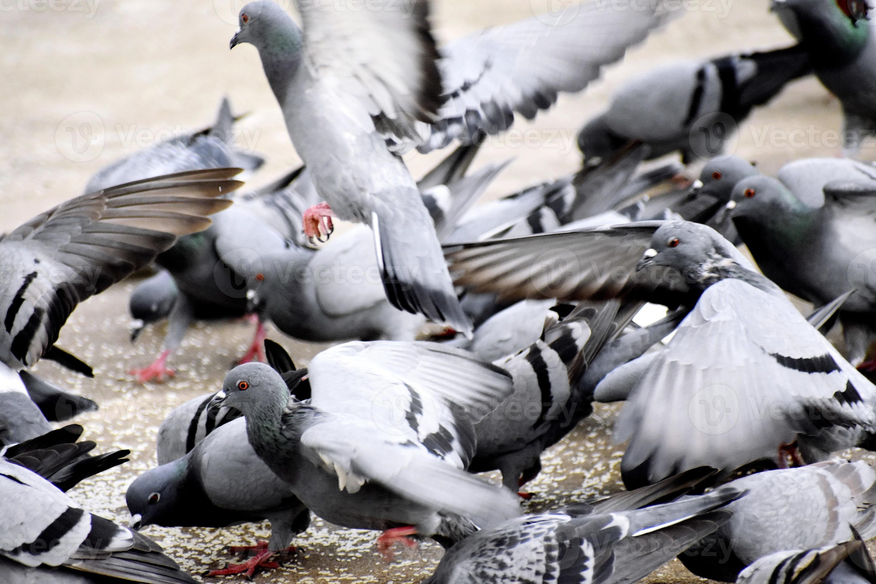 A Group of Pigeons in my ground 7994190 Stock Photo at Vecteezy