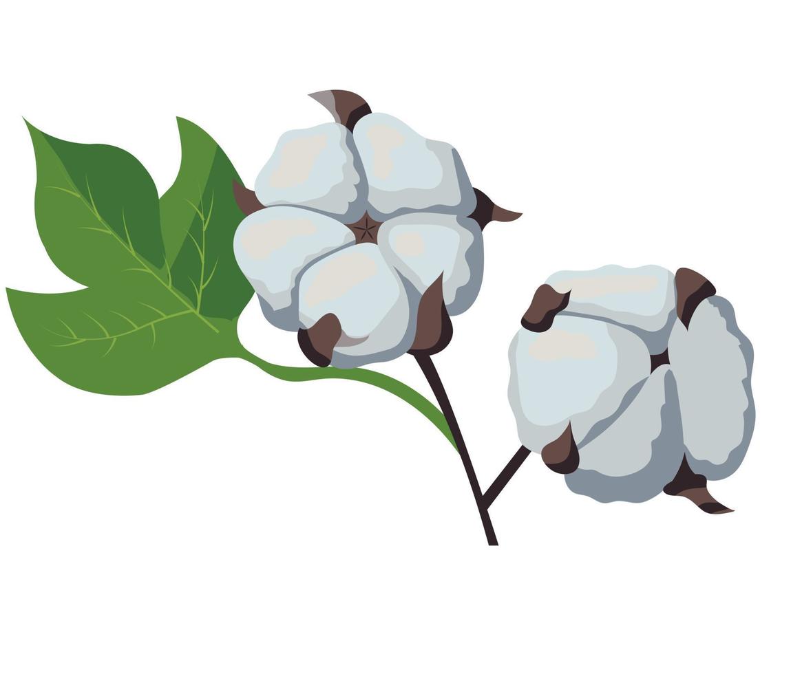 hermosa rama de algodón con flores y hojas. Fibra esponjosa natural en el tallo. ilustración de stock vectorial aislada sobre fondo blanco. vector