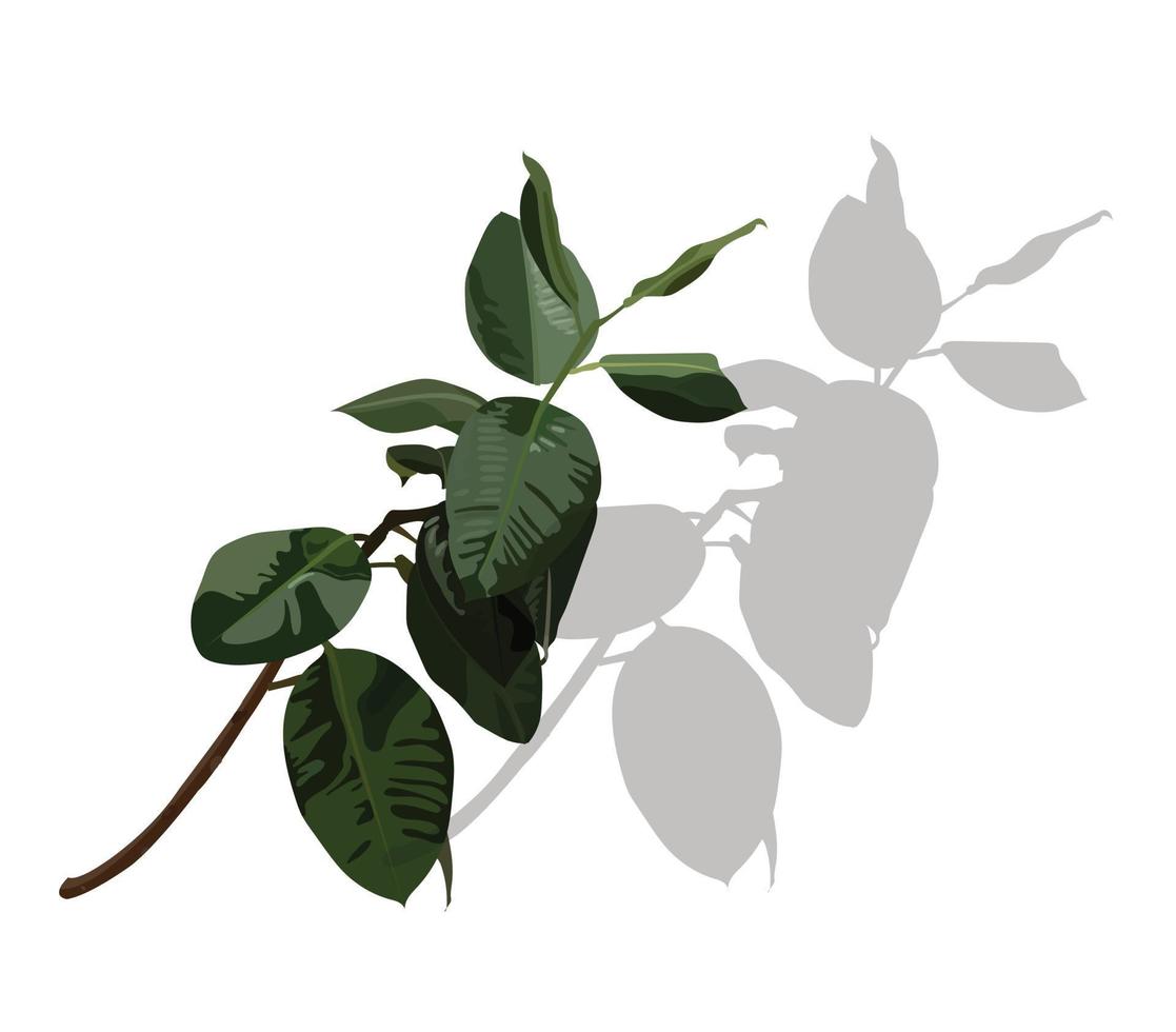 Leaves . A graceful branch that casts a shadow. Delicate tropical flowers for the bride's bouquet. vector