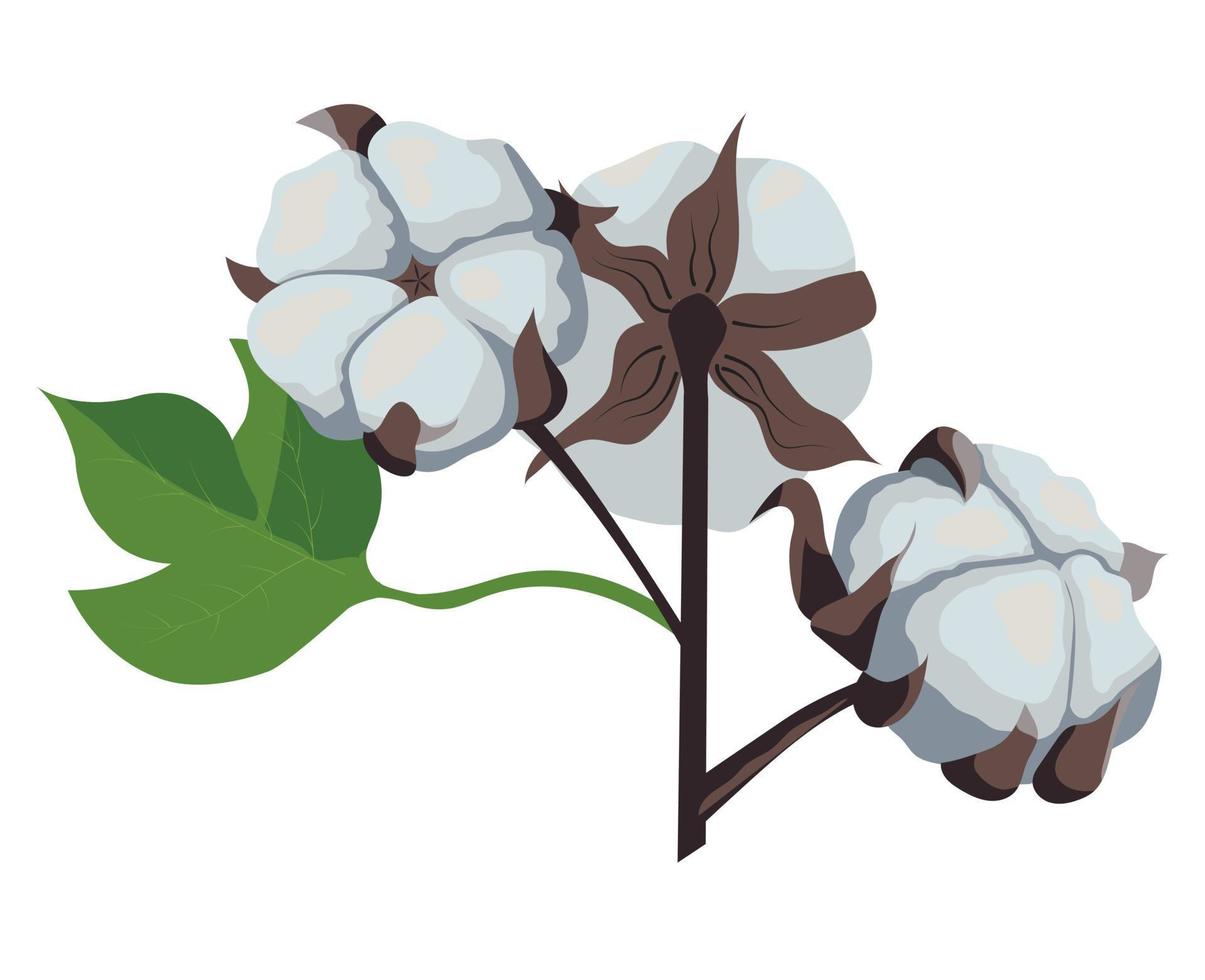 una rama de una planta de algodón. fibra natural esponjosa en el mango. ilustración de stock vectorial aislada sobre fondo blanco. vector