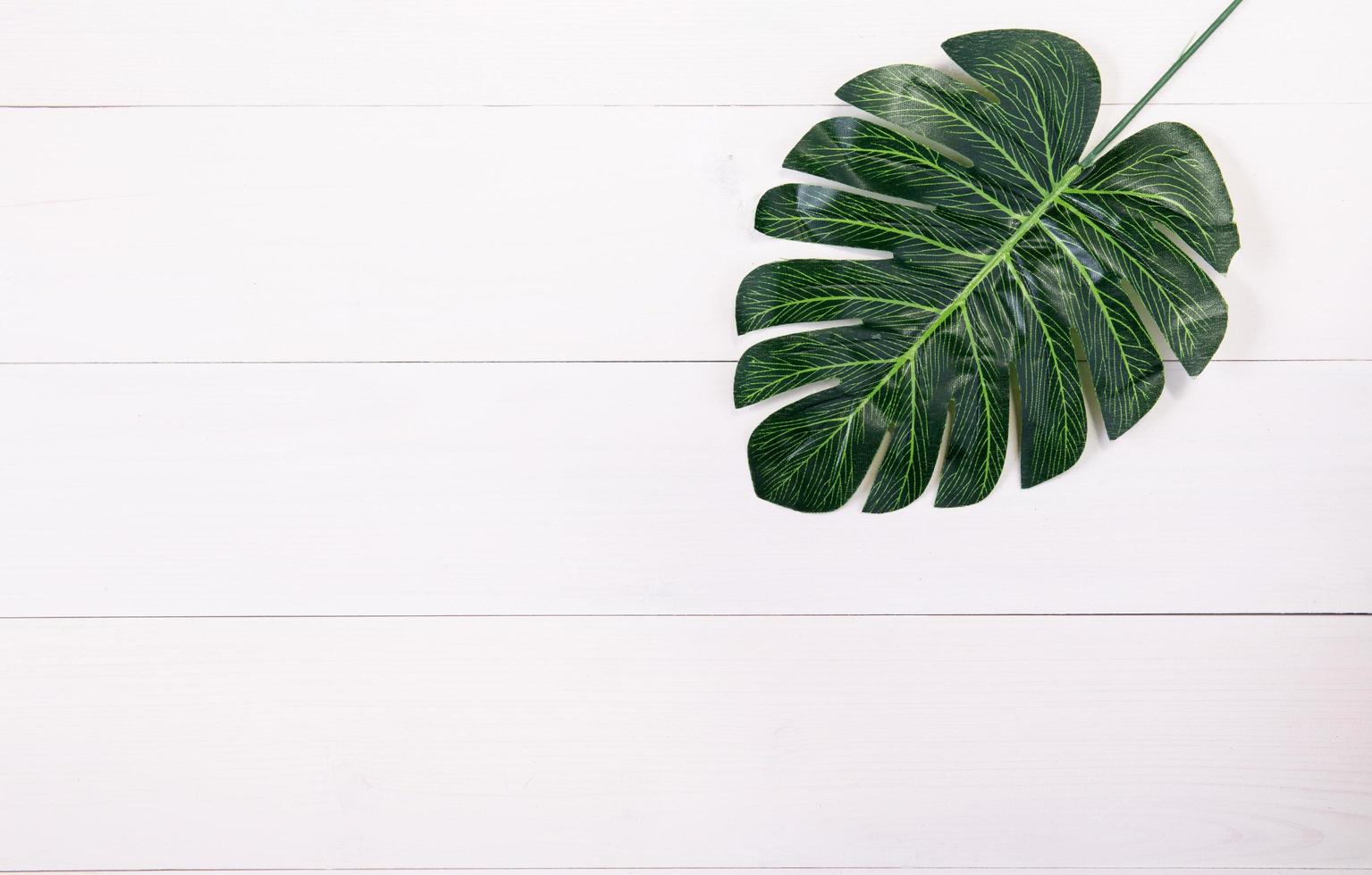 planta de hoja sobre fondo blanco de mesa de madera de textura, hojas de manantial fresco sobre escritorio de madera con espacio de copia, vista superior. foto