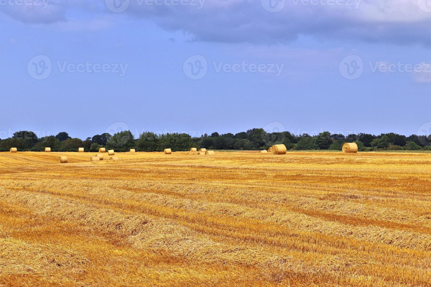 vista de verano sobre cultivos agrícolas y campos de trigo listos para la cosecha foto