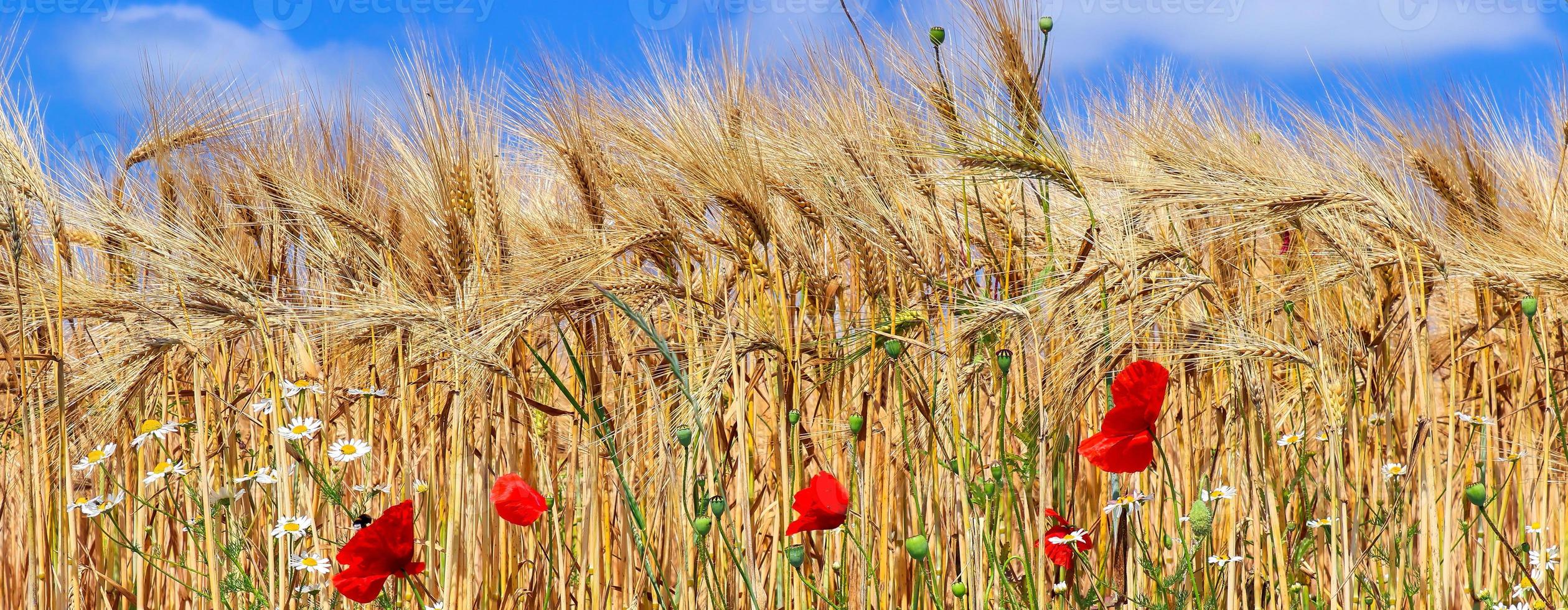 Beautiful panorama of agricultural crop and wheat fields on a sunny day in summer photo