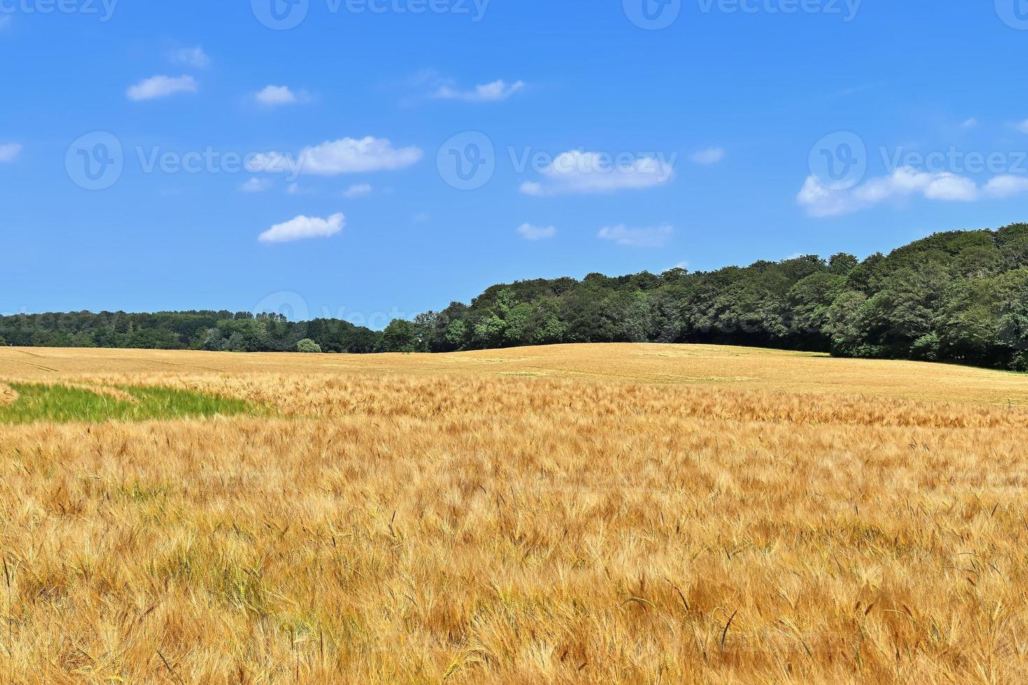 Summer view on agricultural crop and wheat fields ready for harvesting photo