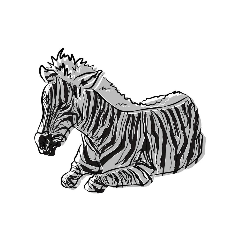 Beautiful zebra image, used in general work vector